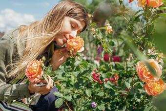 6 Orange Rose Bushes That Add Juicy, Joyful Color to Your Yard